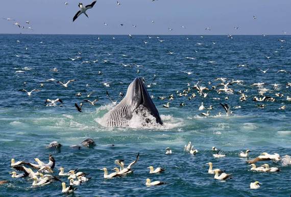 Whale Watching Cruises Port Elizabeth South Africa267563269