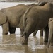 Elephants Drinking Water