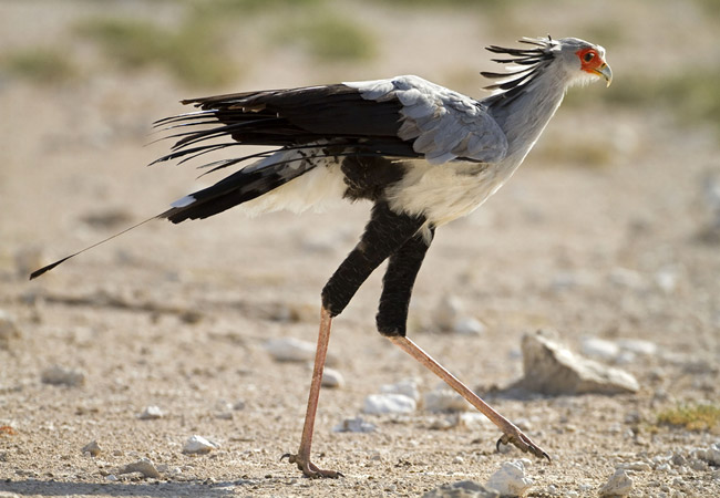 Birding In Addo