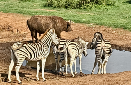Addo National Elephant Park (2) Addo National Elephant Park (2)