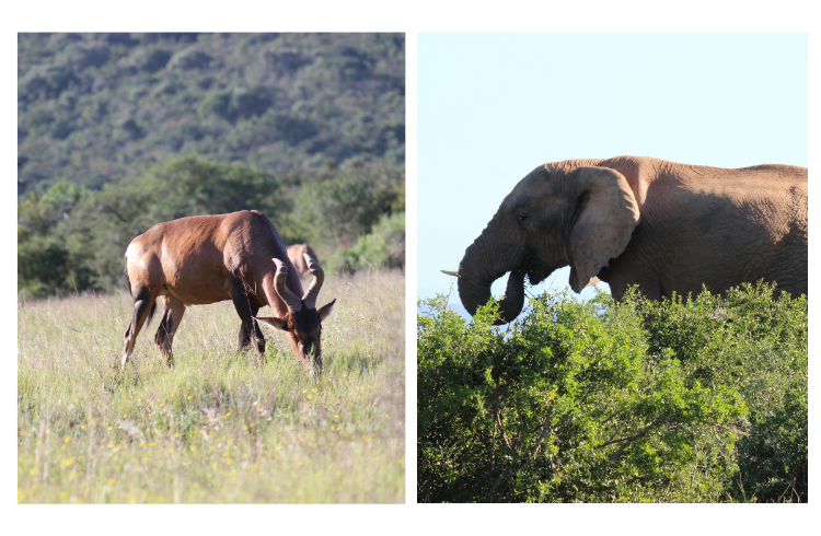 Addo National Elephant Park