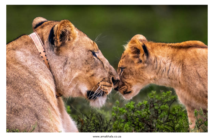 Amakhala Game Reserve