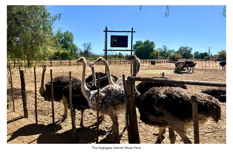 The Highgate Ostrich Show Farm (2)