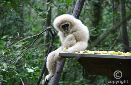 Pe   Knysna (Moneky Land)